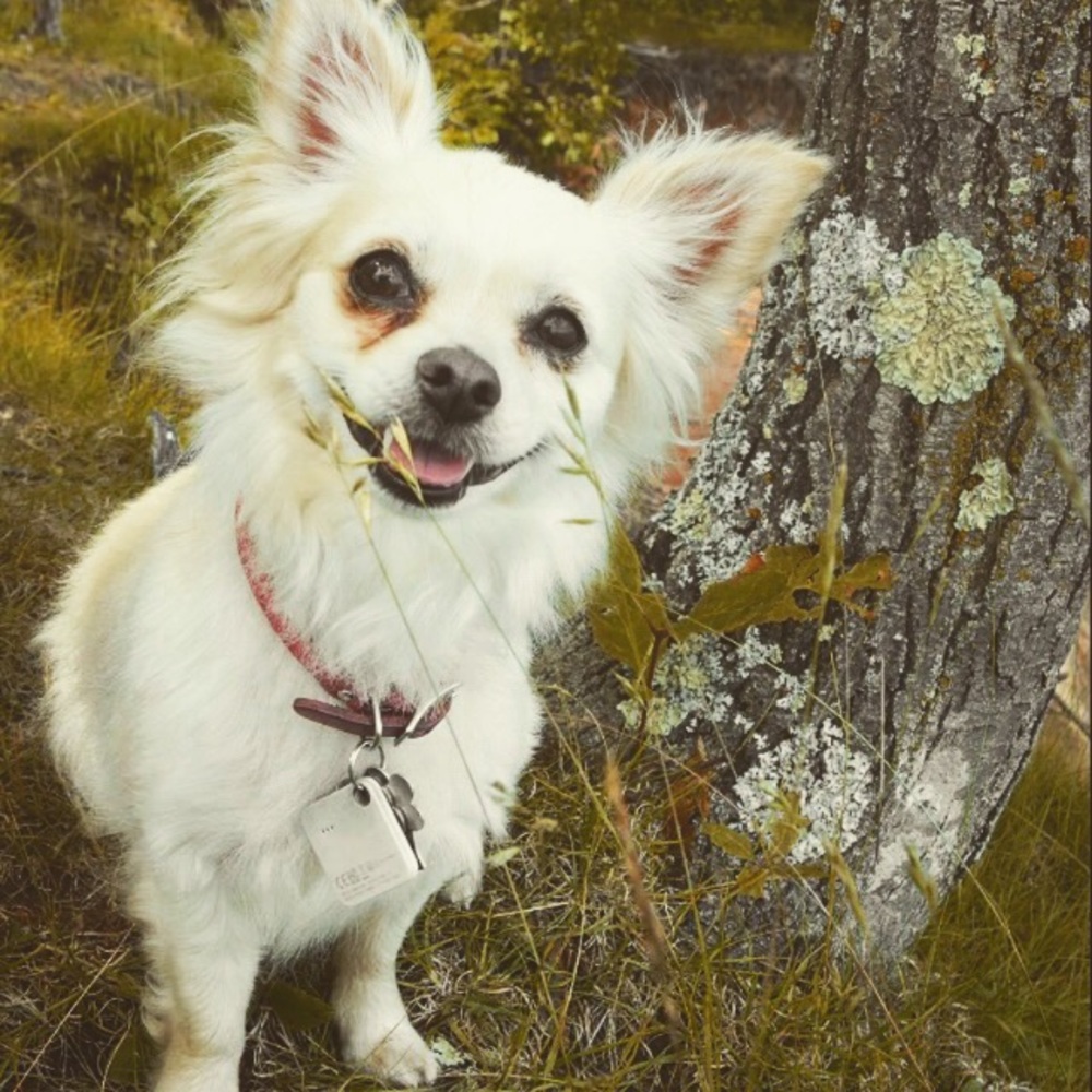 Meet your Posher, Miranda